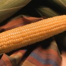 50 Corn Honey Select Sweet Corn Seeds Fresh Garden
