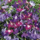 50 Multi Pelleted Lobelia Riviera Springtime Blues Mix Lobelia Seeds Fresh Garden 50 Multi Pelleted Lobelia Riviera Springtime Blues Mix Lobelia Seeds Fresh Garden