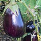 300 Egg Black Beauty Egg 85 Days Seeds Fresh Garden