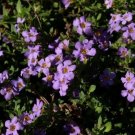 Bacopa Multi Pelleted Bacopa Blutopia 25 Seeds Fresh Garden