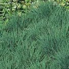 200 Blue Hair Grass Koeleria Glauca Seeds Fresh Garden