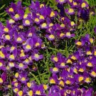50 Pelleted Linaria Fantasy Blue Toad Flax FLOWER Seeds Fresh Garden