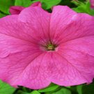 50 Pelleted Candypops Salmon Pelleted Petunia Starts CANDY POPS Seeds Fresh Garden