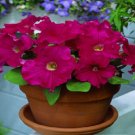 50 Pelleted Candypops Rose Pelleted Petunia Starts CANDY POPS Seeds Fresh Garden