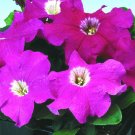 50 Pelleted Petunia Logro Rose Petunia Large Flowers Seeds Fresh Garden