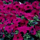 50 Pelleted Logro Violet Petunia Large Flowers Seeds Fresh Garden