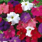 50 Pelleted Logro Mix Petunia Large Flowers Seeds Fresh Garden 50 Pelleted Logro Mix Petunia Large Flowers Seeds Fresh Garden