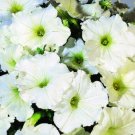 50 Pelleted Logro White Petunia Large Flowers Seeds Fresh Garden 50 Pelleted Logro White Petunia Large Flowers Seeds Fresh Garden