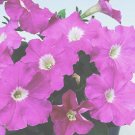 50 Pelleted Logro Pink Petunia Large Flowers Seeds Fresh Garden