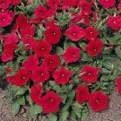 50 Pelleted Logro Red Petunia Large Flowers Seeds Fresh Garden 50 Pelleted Logro Red Petunia Large Flowers Seeds Fresh Garden
