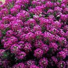 100 Alyssum Cheers Rose GROUND COVER Seeds Fresh Garden