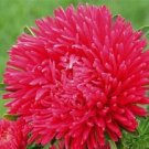 50 Peony Aster Scarlet Aster FLOWER Paeony Seeds Fresh Garden