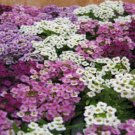 100 Alyssum Cheers Blues Mix Ground Cover Seeds Fresh Garden