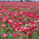 5000 California Poppy Carmine Seeds Fresh Garden