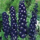 Delphinium King Arthur 50 FLOWER Seeds Fresh Garden