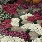 100 Alyssum Wonderland Mix Ground Cover Seeds Fresh Garden