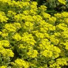 100 Alyssum Quick Gold Ground Cover Seeds Fresh Garden