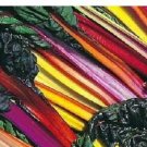500 Swiss Chard Northern Lights Mix Seeds Fresh Garden