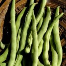 50 Kentucky Wonder Brown Pole Bean Bean Seeds Fresh Garden
