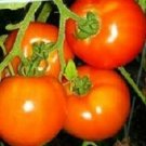 200 Tomato Oregon Spring 58 DAYS Seeds Fresh Garden