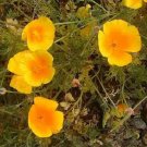 Poppy California Poppy 5000 Seeds Fresh Garden