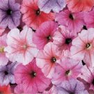 Petunia Petunia Celebrity Ice Mix 50 Pelleted Seeds Fresh Garden