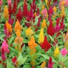 Celosia Dance Mix 50 Seeds Fresh Garden Celosia Dance Mix 50 Seeds Fresh Garden