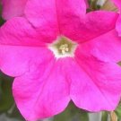 50 Pelleted Petunia Ultra Pink Seeds Fresh Garden
