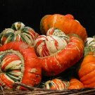 25 Gourd Turks Turban Gourd Seeds Fresh Garden 25 Gourd Turks Turban Gourd Seeds Fresh Garden