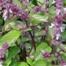 250 Cinnamon Basil Herb Seeds Fresh Garden
