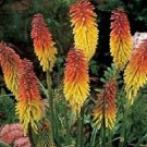 50 Red Hot Poker Seeds Fresh Garden