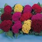 50 Celosia Amigo Mix Seeds Fresh Garden