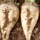 250 Sugar Beet Sugar Beets Seeds Fresh Garden