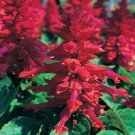 50 Salvia Salvia Sizzler Burgundy FLOWER Seeds Fresh Garden
