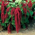100 Amaranthus Red Love Lies Bleeding Seeds Fresh Garden 100 Amaranthus Red Love Lies Bleeding Seeds Fresh Garden