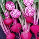 Beet Chioggia Bullseye Beet 1000 Seeds Fresh Garden