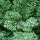 Kale Vates Blue Curled Kale 3000 Seeds Fresh Garden