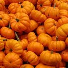 Pumpkin 100 Jack Be Little Seeds Fresh Garden