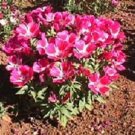 5000 Godetia Double Azzlea CLAKIA AMOENA Seeds Fresh Garden