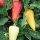 300 Hot Pepper Santa Fe Grande Chili Pepper Seeds Fresh Garden