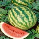 Watermelon 50 Crimson Sweet Melon 88 days Seeds Fresh Garden