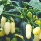 White Habanero Pepper 50 HOT CHILLI PEPPER!! Seeds Fresh Garden