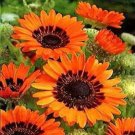 500 Cape Daisy Orange Monarch Of The Veldt Venidium Orange Daisy Seeds Fresh Garden