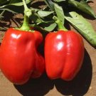 200 BIG RED SWEET PEPPER Seeds Fresh Garden
