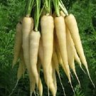 200 Carrot White Satin Carrot Seeds Fresh Garden