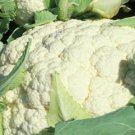 Cauliflower 1000 Snowball Improved Vegetable Seeds Fresh Garden