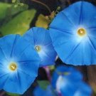 50 Morning Glory Heavenly Blue Seeds Fresh Garden