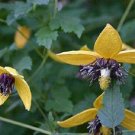 50 Clematis Helios Flower Seeds Fresh Garden