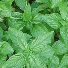 3000 Sweet Basil HERB Seeds Fresh Garden