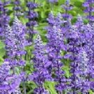 Salvia Farinacea Strata 50 FLOWER Seeds Fresh Garden